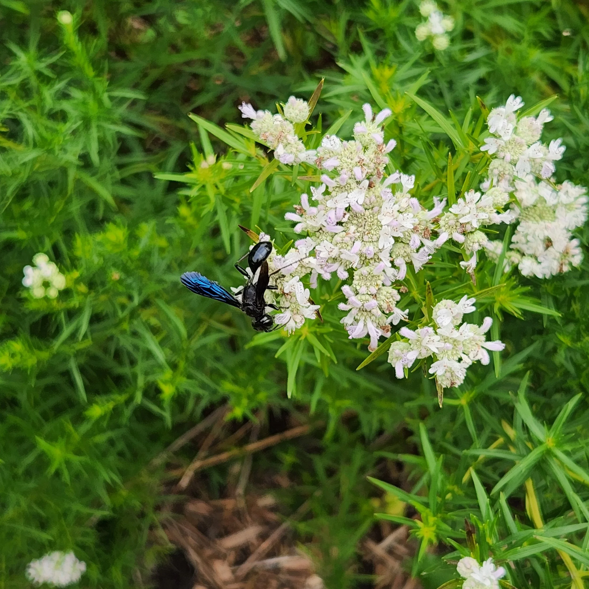 Pycnanthemum virginiana, Mountain Mint — Detroit Abloom